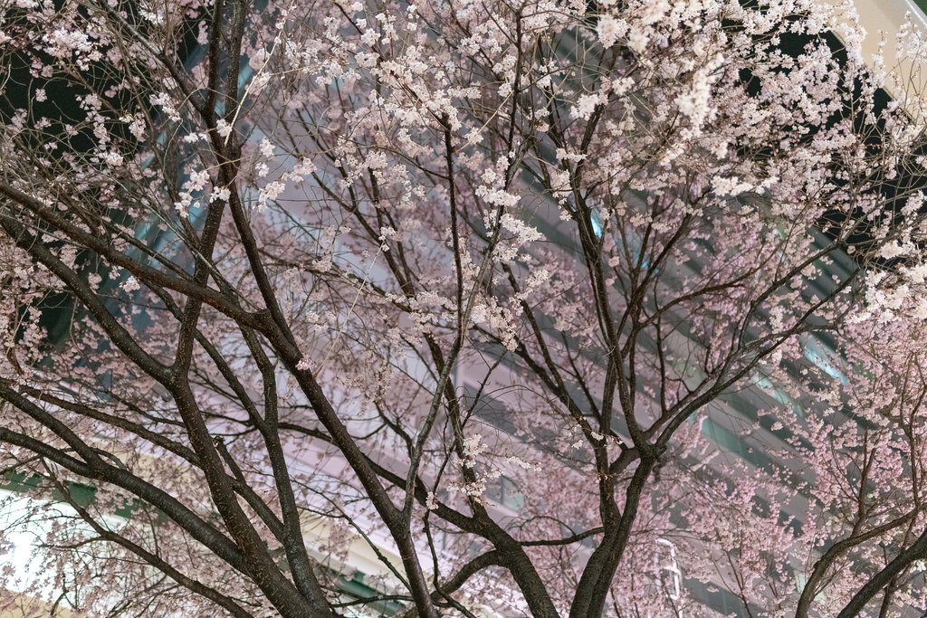 🌳 카쿠린지 공원 이미지 7